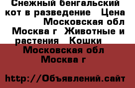Снежный бенгальский кот в разведение › Цена ­ 60 000 - Московская обл., Москва г. Животные и растения » Кошки   . Московская обл.,Москва г.